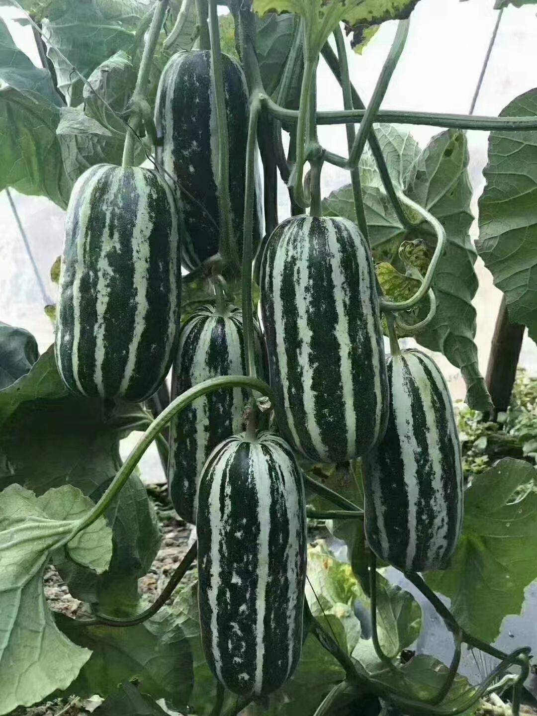 博洋9号甜瓜.JPG