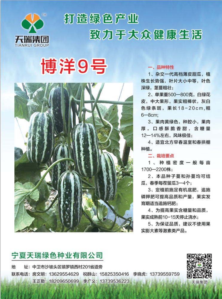 博洋9号甜瓜.png